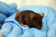 lab mouse sitting in a gloved hand