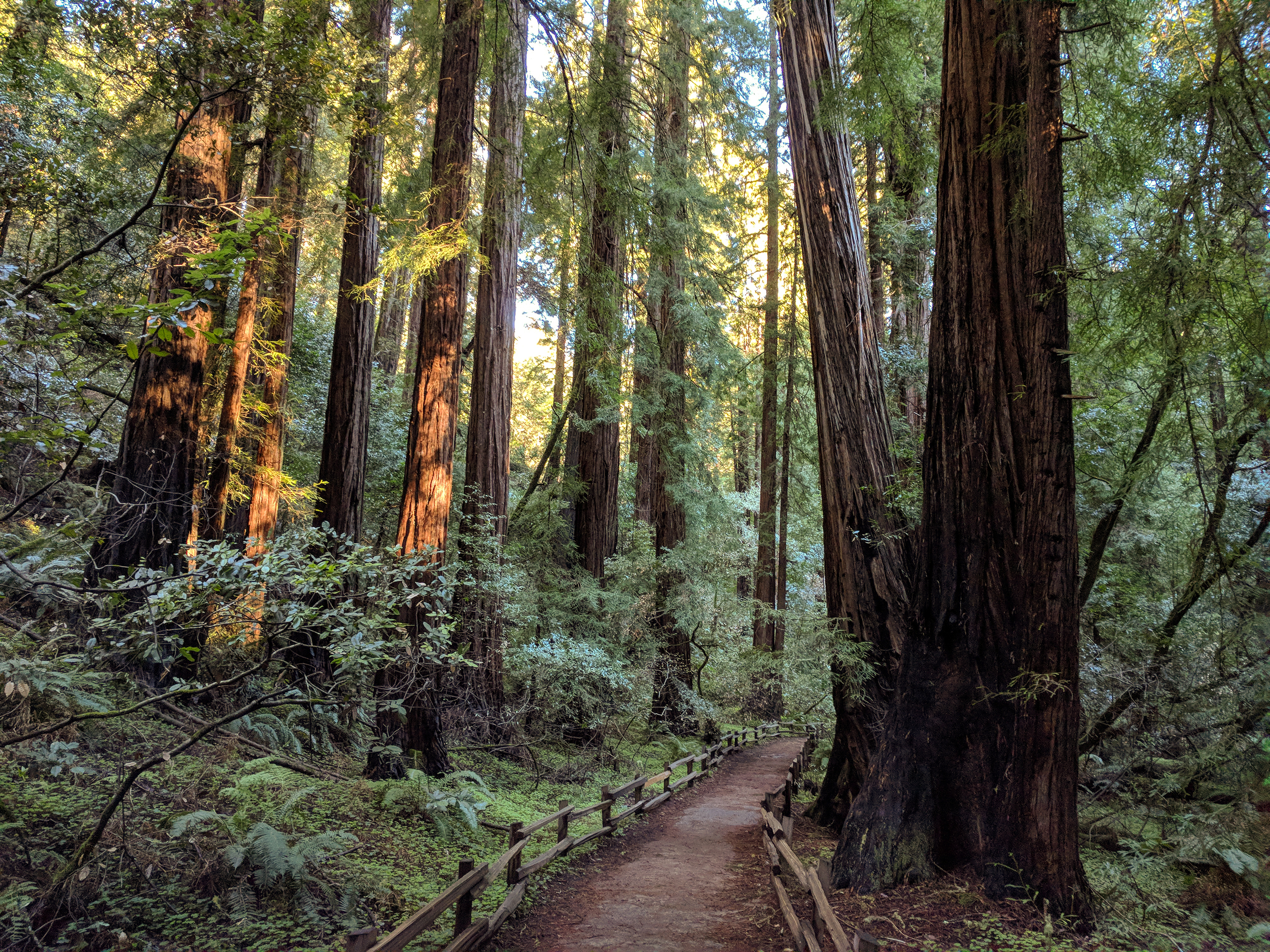 Muir Woods: a path through redwood trees