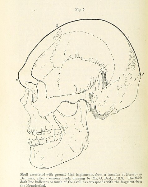 Exclusive: Neanderthal ‘minibrains’ grown in dish | Center for Genetics
