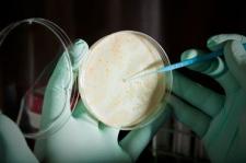 Image of a person with gloves holding a petri dish.