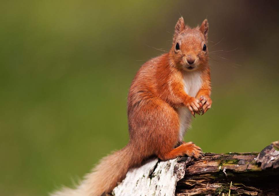 Red squirrel