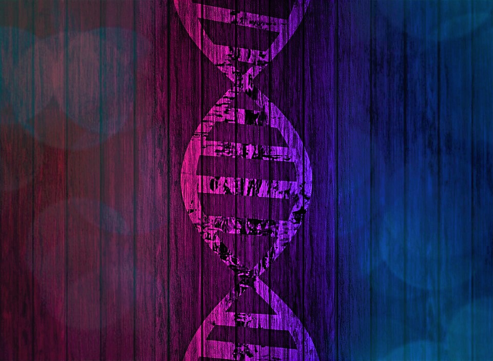 Pink background one side and blue background on the other with a DNA strand in the middle