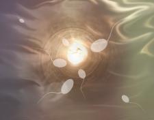 Six sperm are pictured