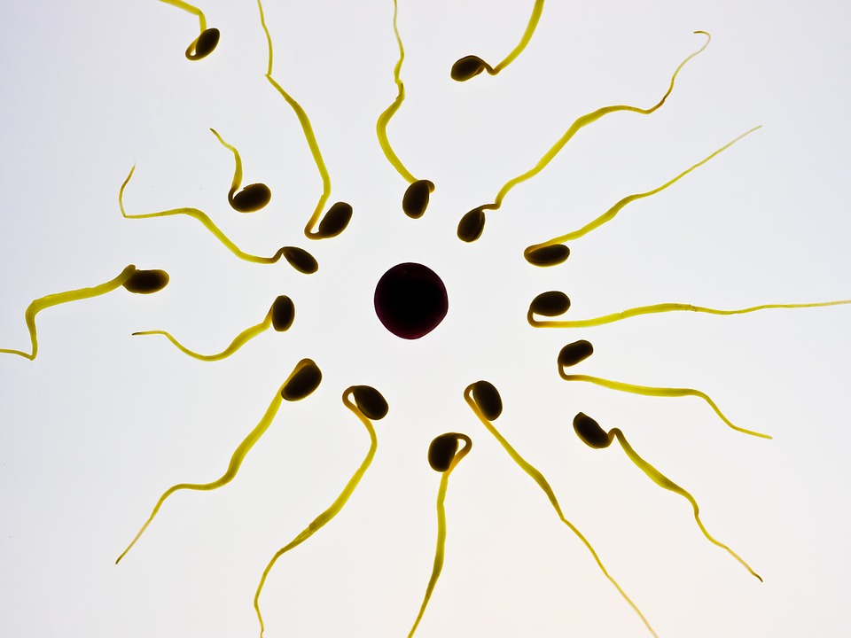 human sperm surrounding an ovum