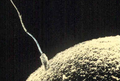Close up of microscopic image of egg and sperm fertilization