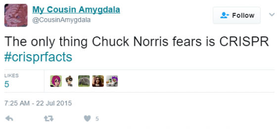 ""Chuck Norris joke tweet