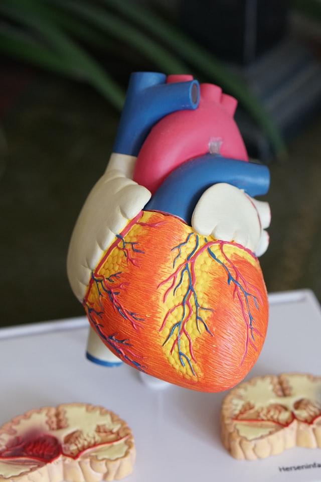 plastic model of a human heart