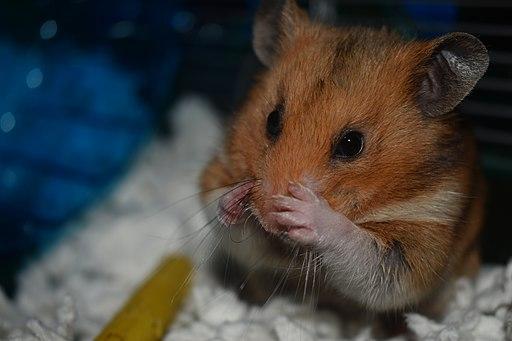 A Syrian hamster, grooming