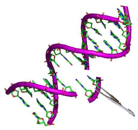 drawing of a strand of DNA with tweezers removing a section