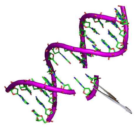 A section of DNA being replaced