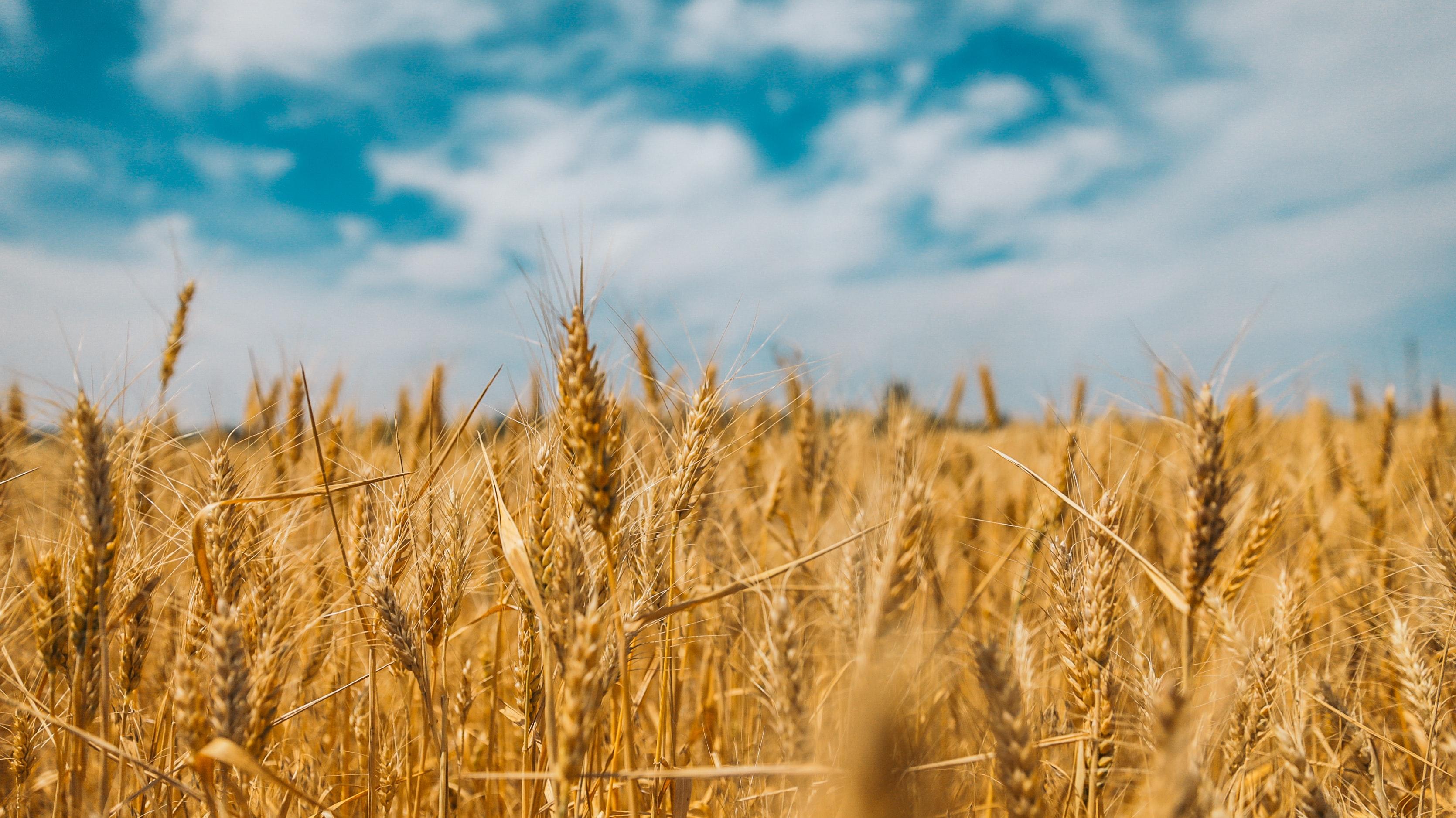 Image of a grain field 