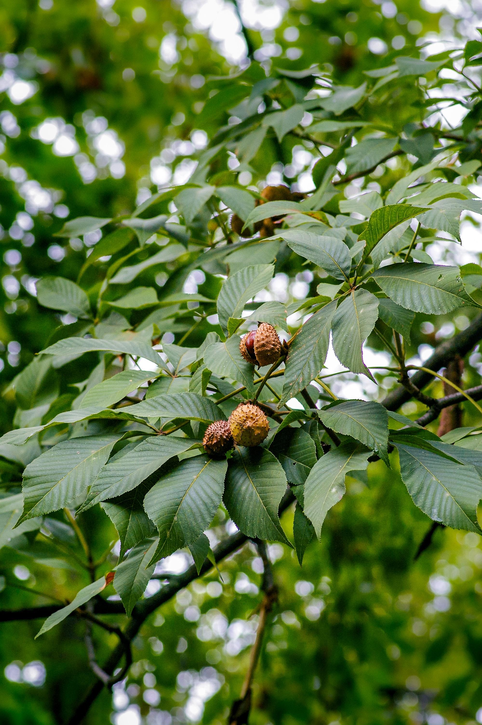 chestnut tree