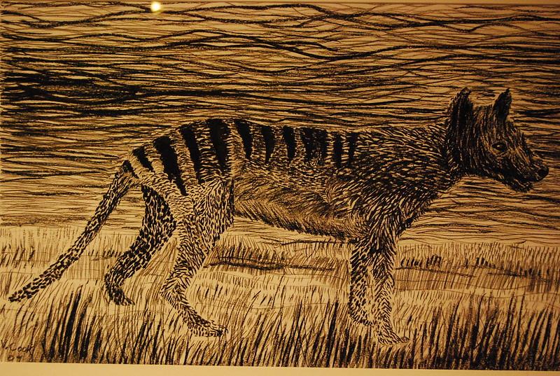 A Tasmanian tiger