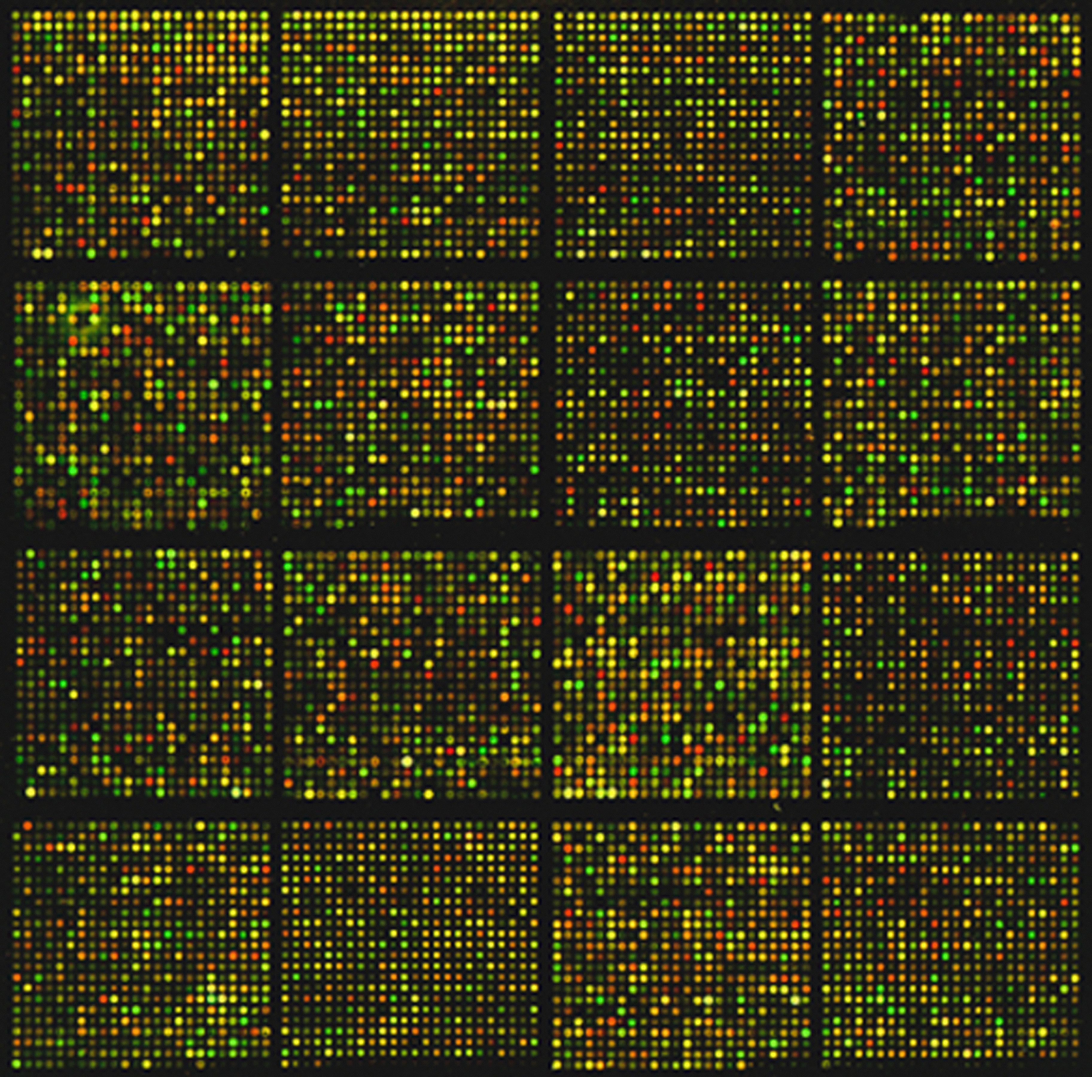 a colorful microarray of mouse DNA