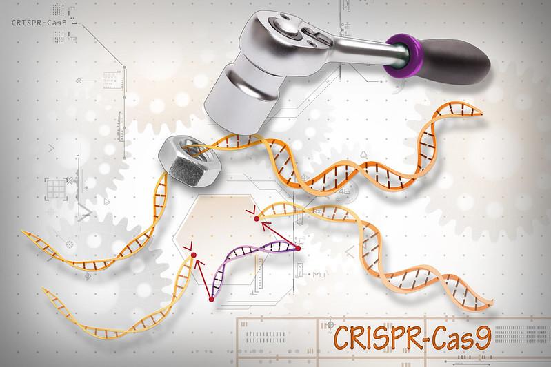 A wrench on top of the human genome to symbolize gene editing 
