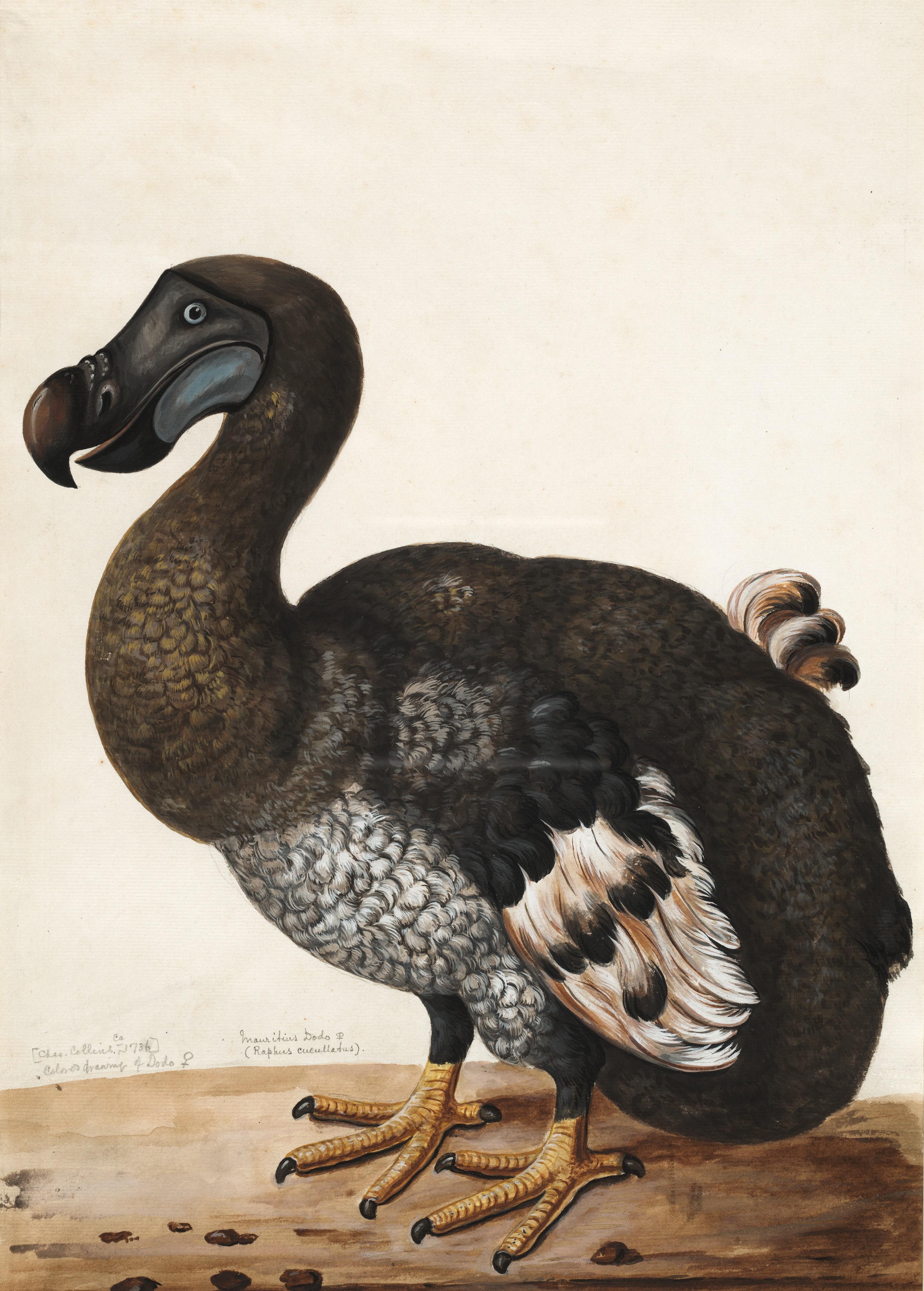 a realistic drawing of a dodo bird.