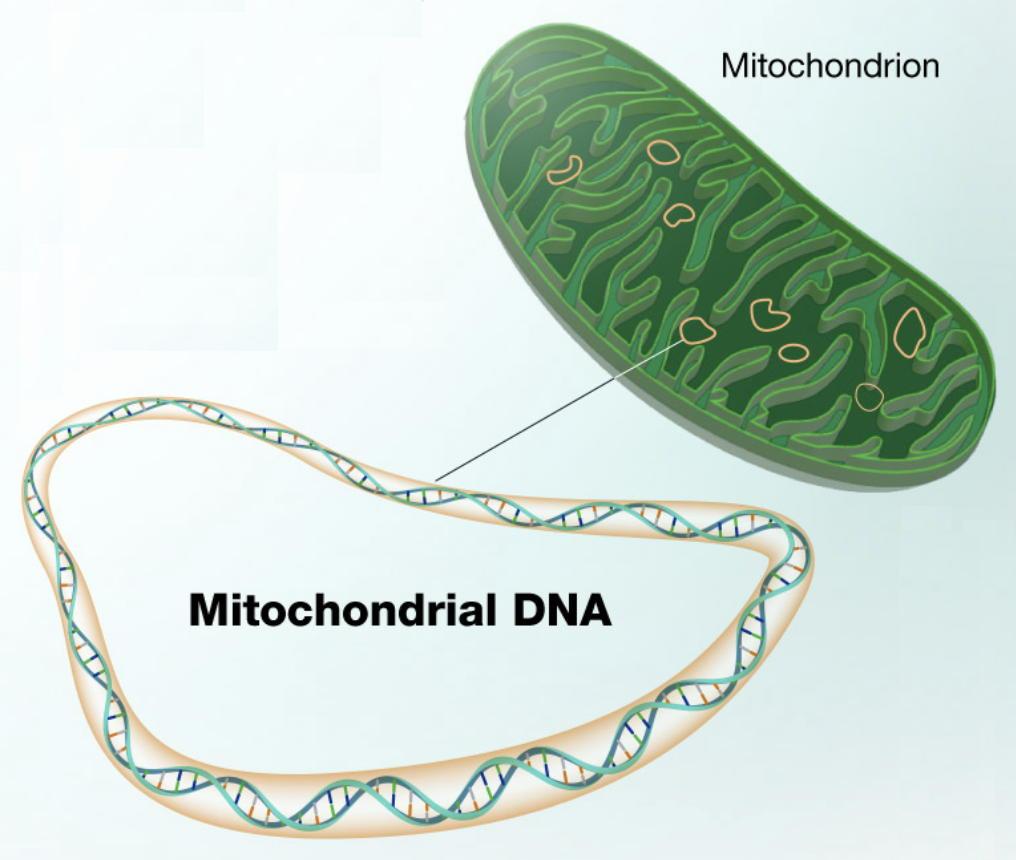 Schematic of mtDNA