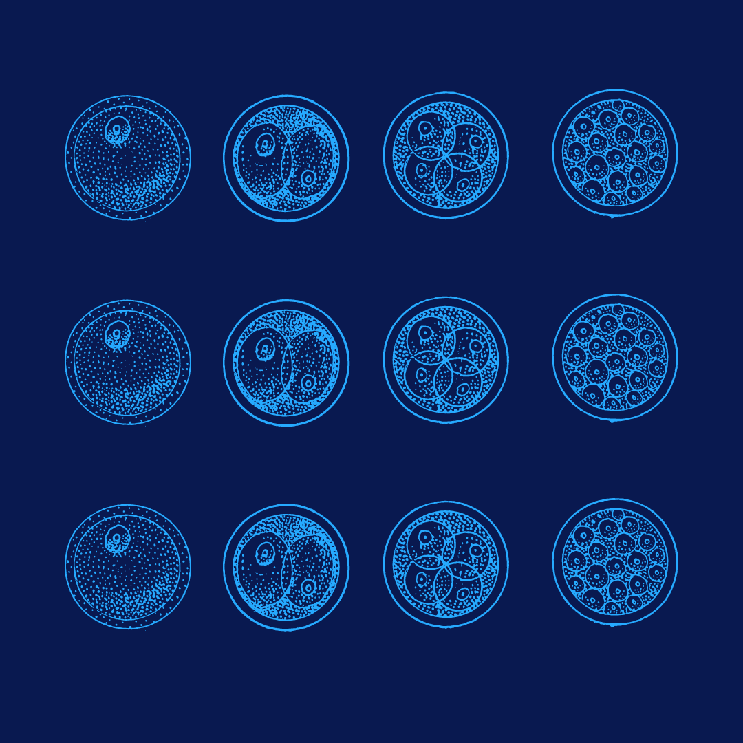 embryo development dark blue background light blue sketches