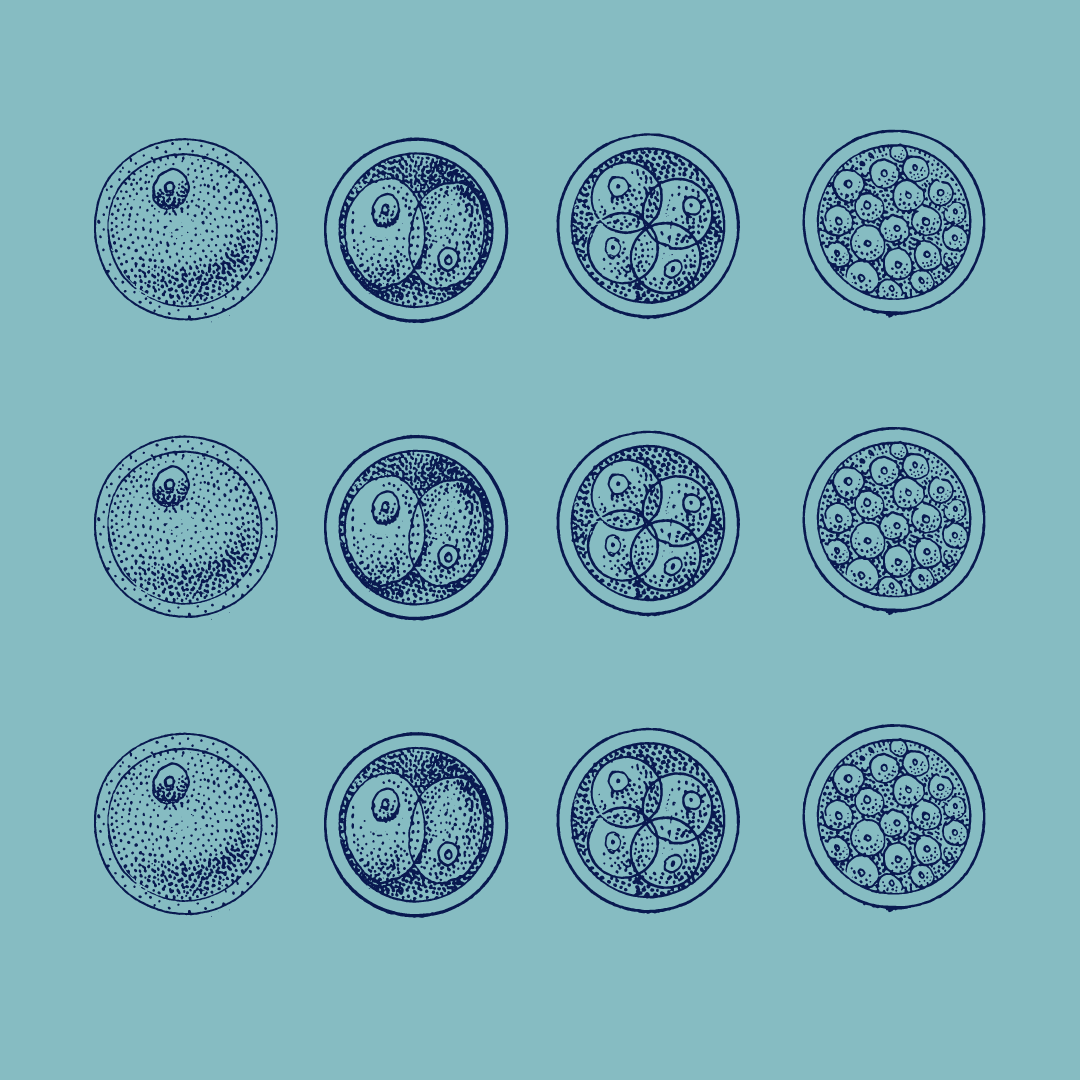 embryos graphic