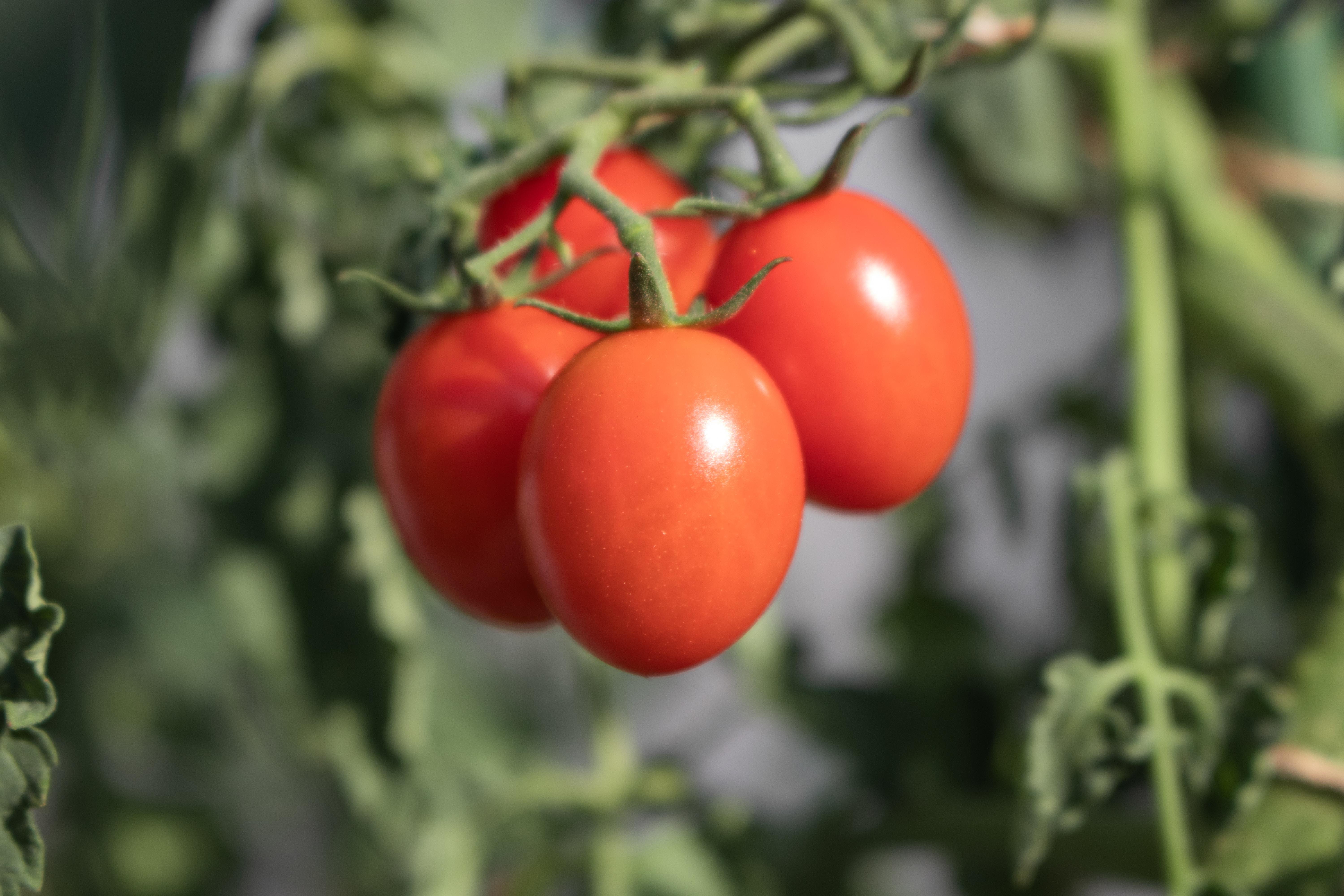 four small tomatoes growing on the vine with green leaves in background