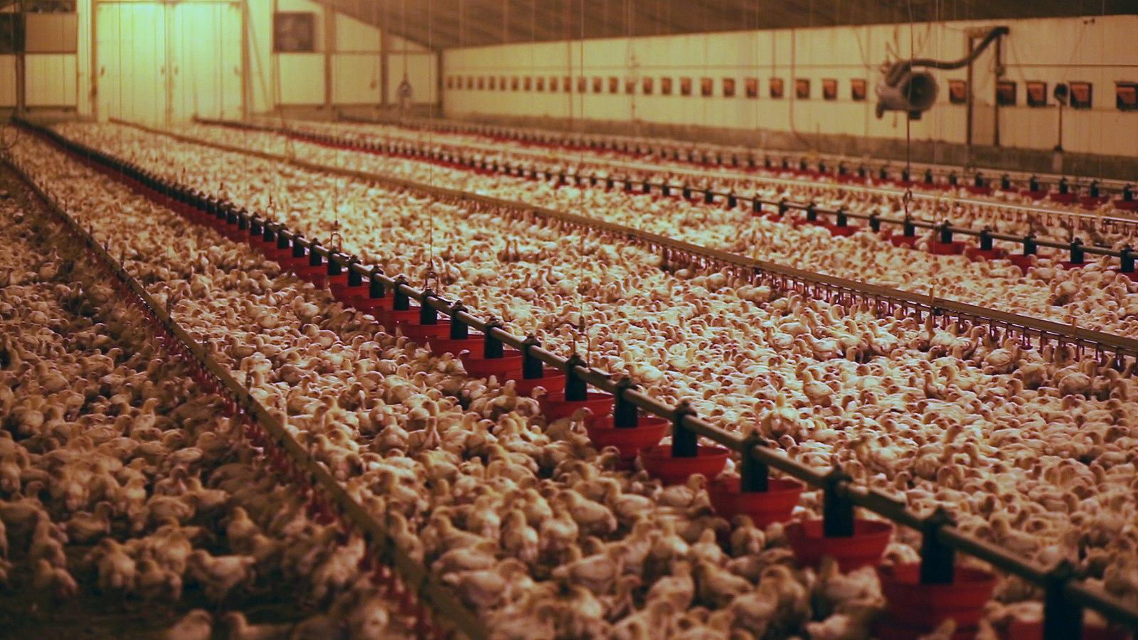 A chicken farm