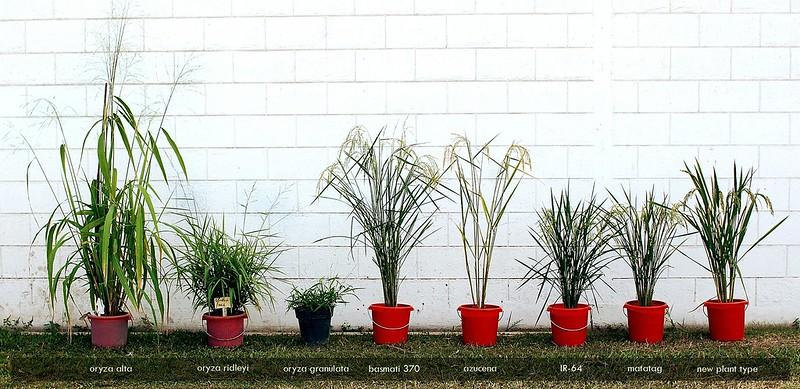 Various species of rice