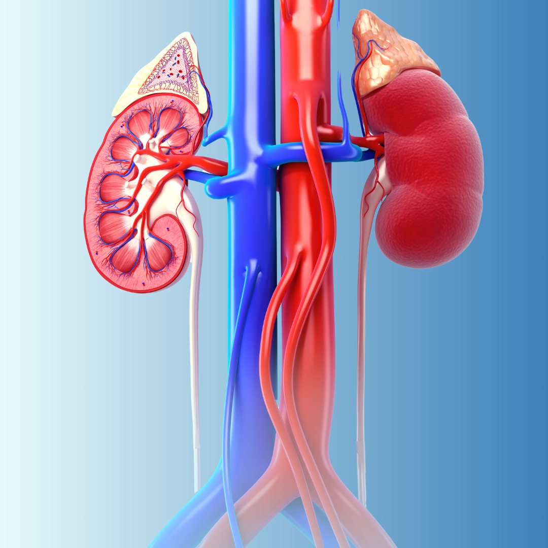 kidney transplant graphic