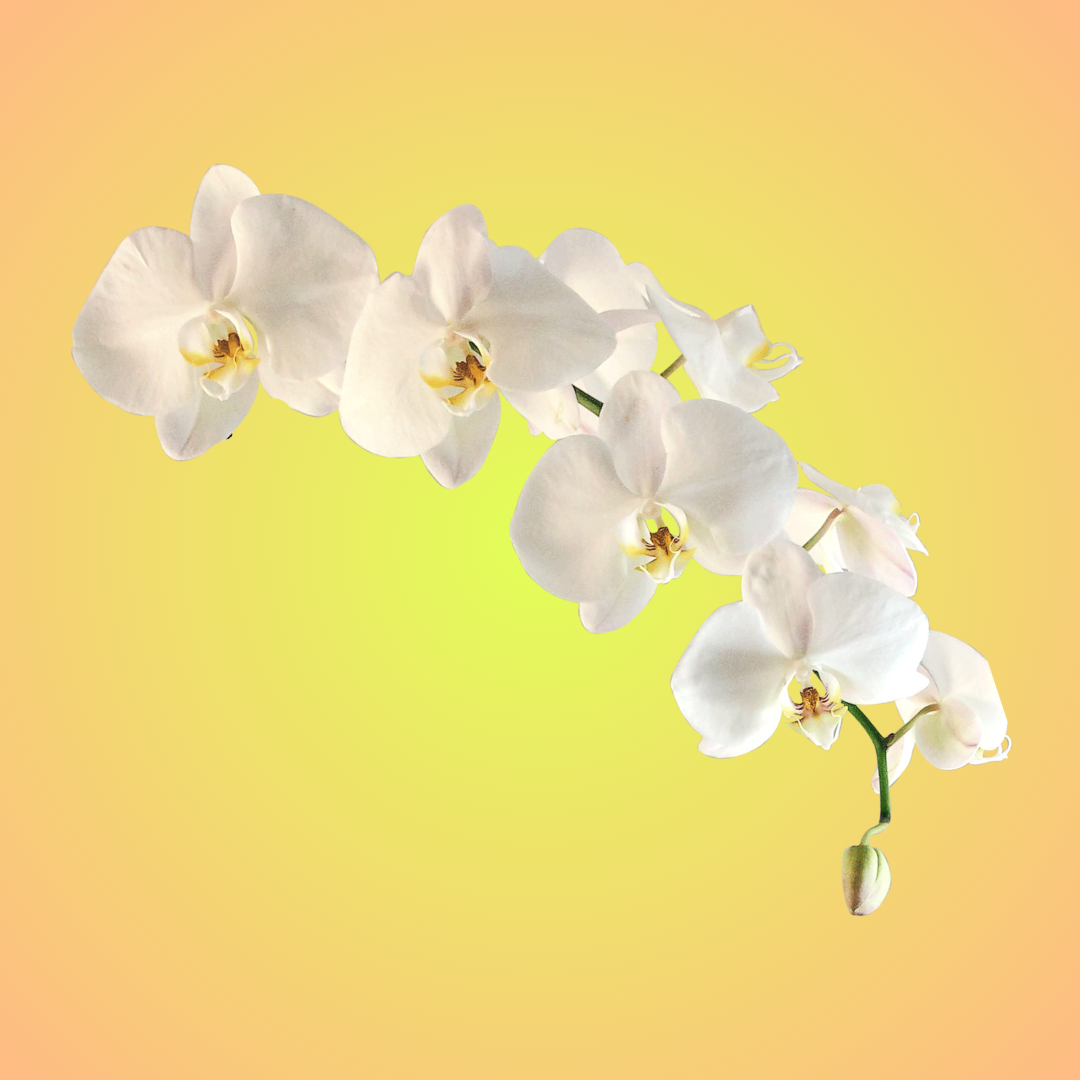 orchid graphic