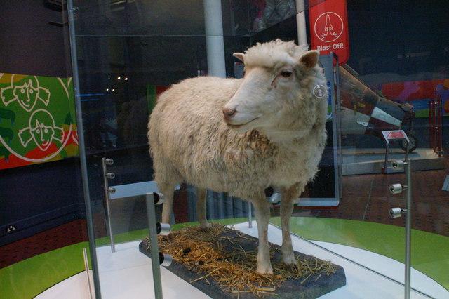 Dolly the Sheep, on display in the museum