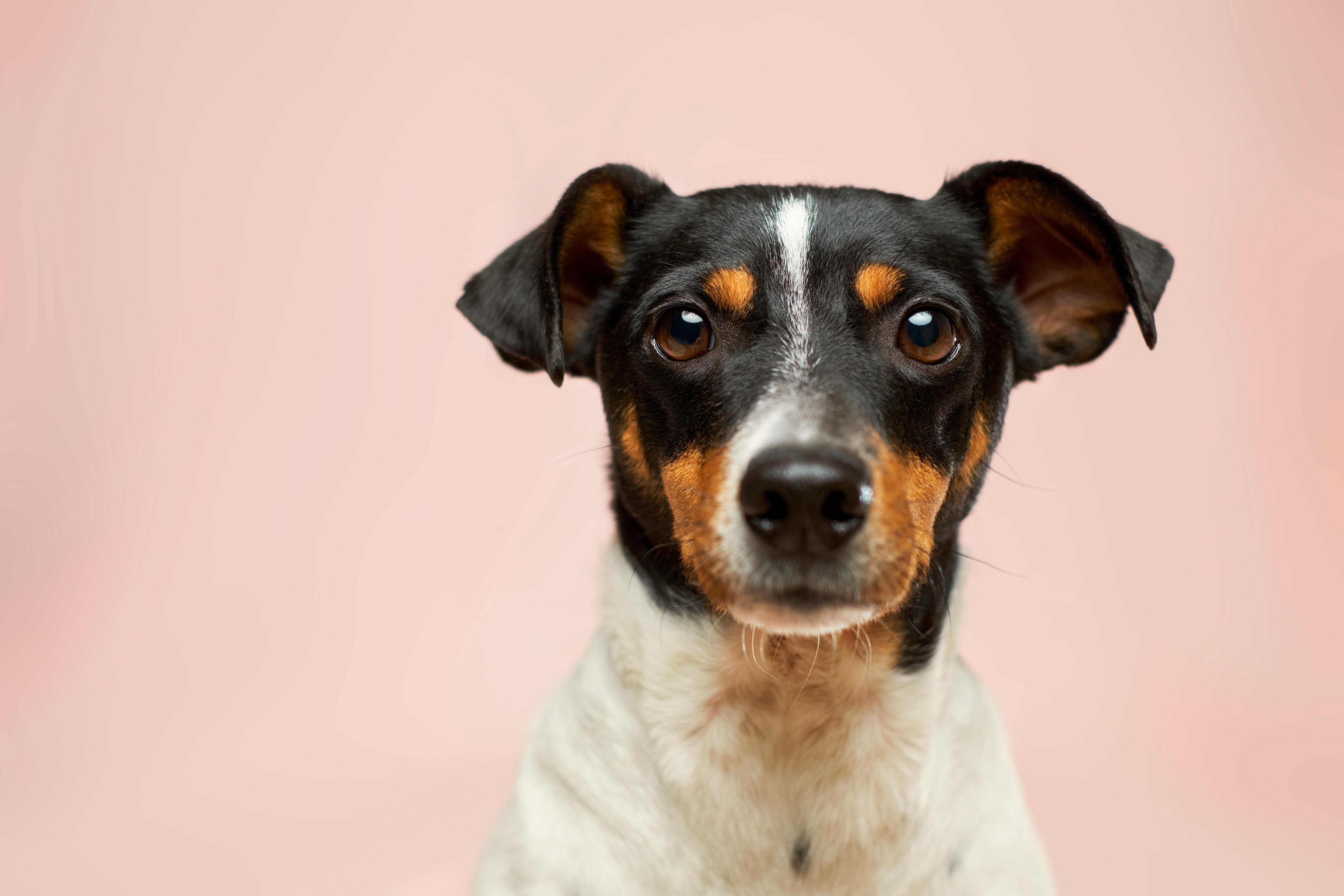 dog on pink background