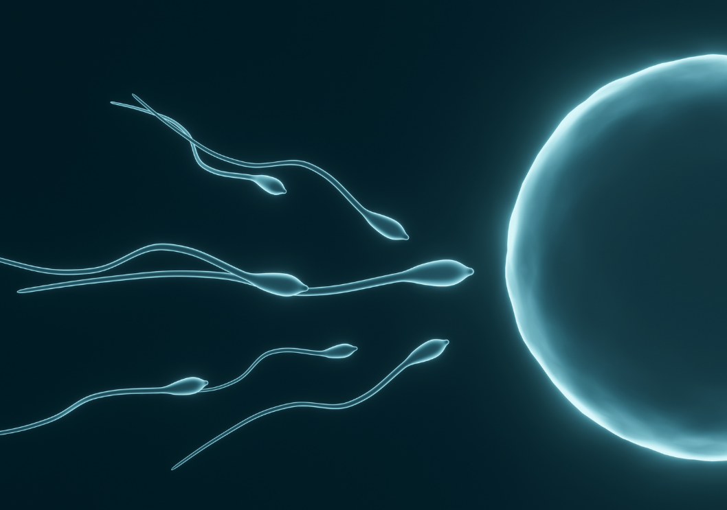 graphic of sperm traveling to fertilize an egg