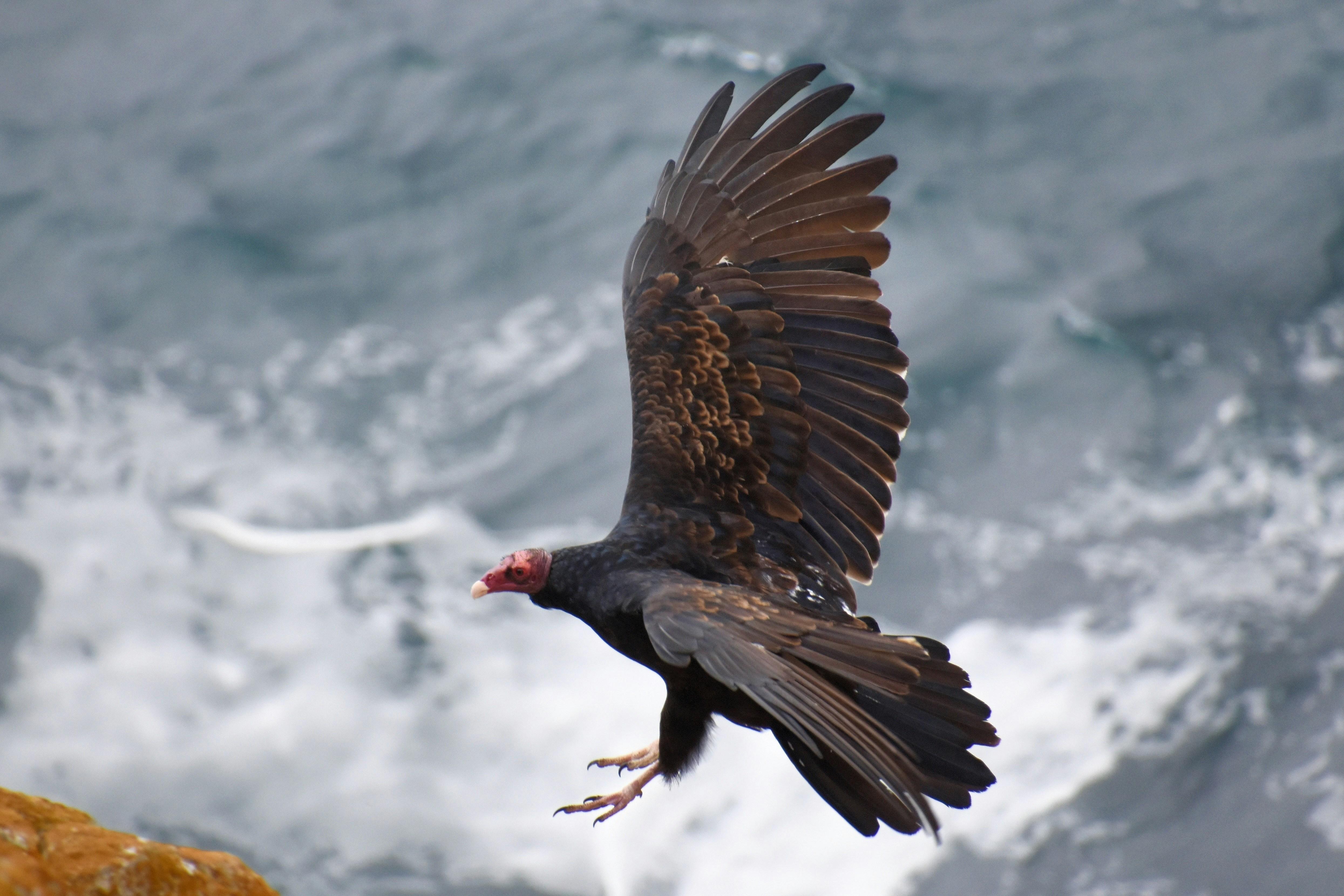 california condor