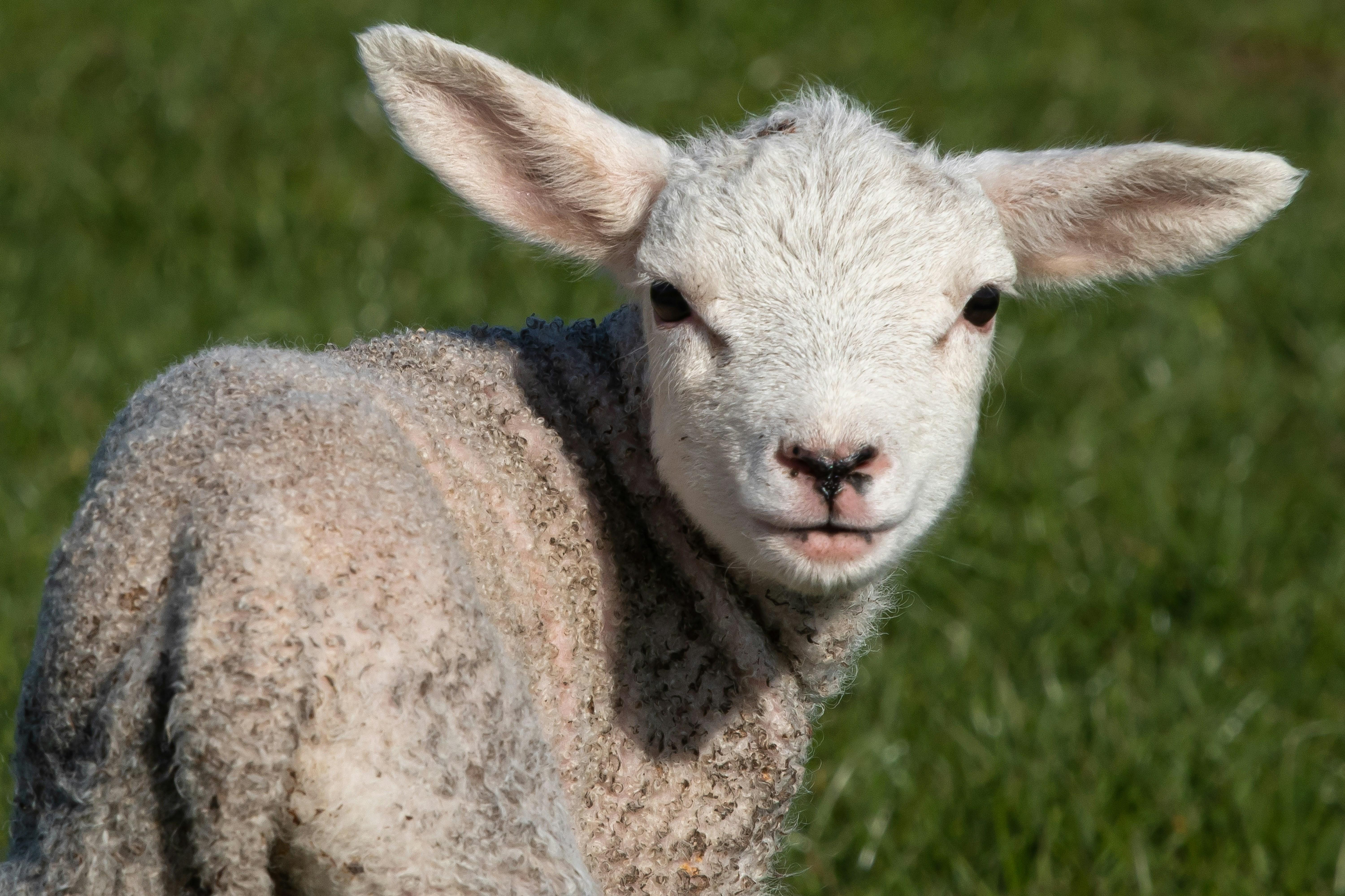 lamb in grass