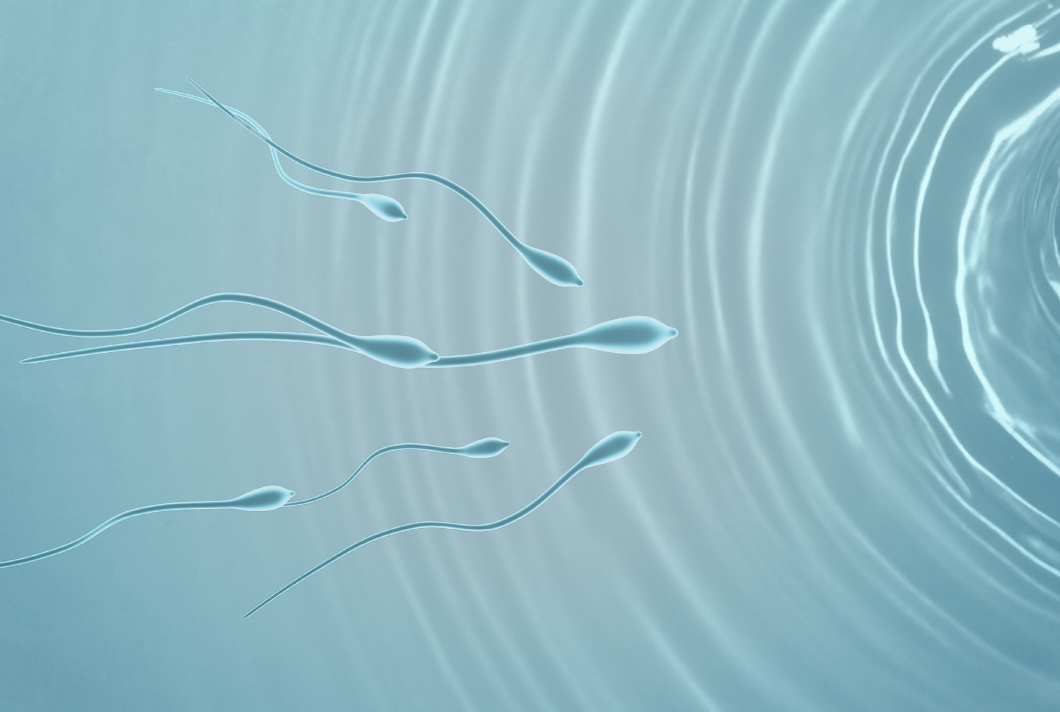 sperm