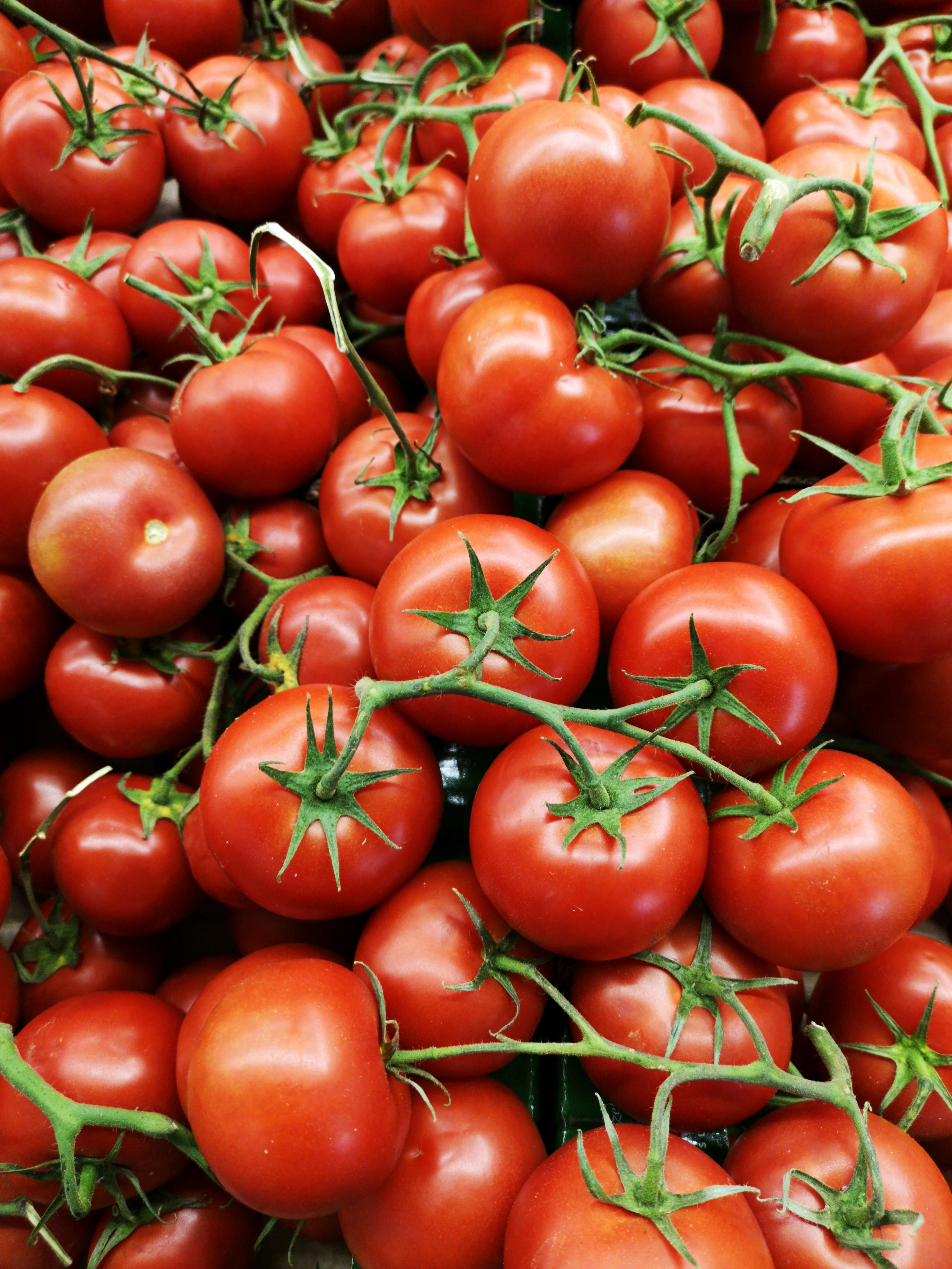 tomatoes