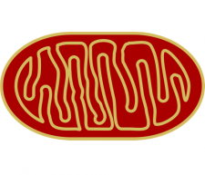 Illustrated image of mitochondria
