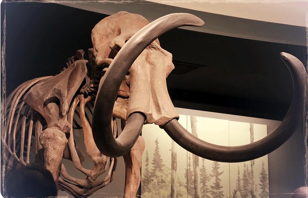 Skeletal structure of wooly mammoth