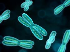 Turquoise-colored chromosomes
