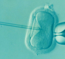 The unapproved technique involves injecting sperm into an engineered two-person egg via intracytoplasmic sperm injection or ICSI (pictured). Turquoise microscopic image of human egg being injected with sperm with long needle in vitro