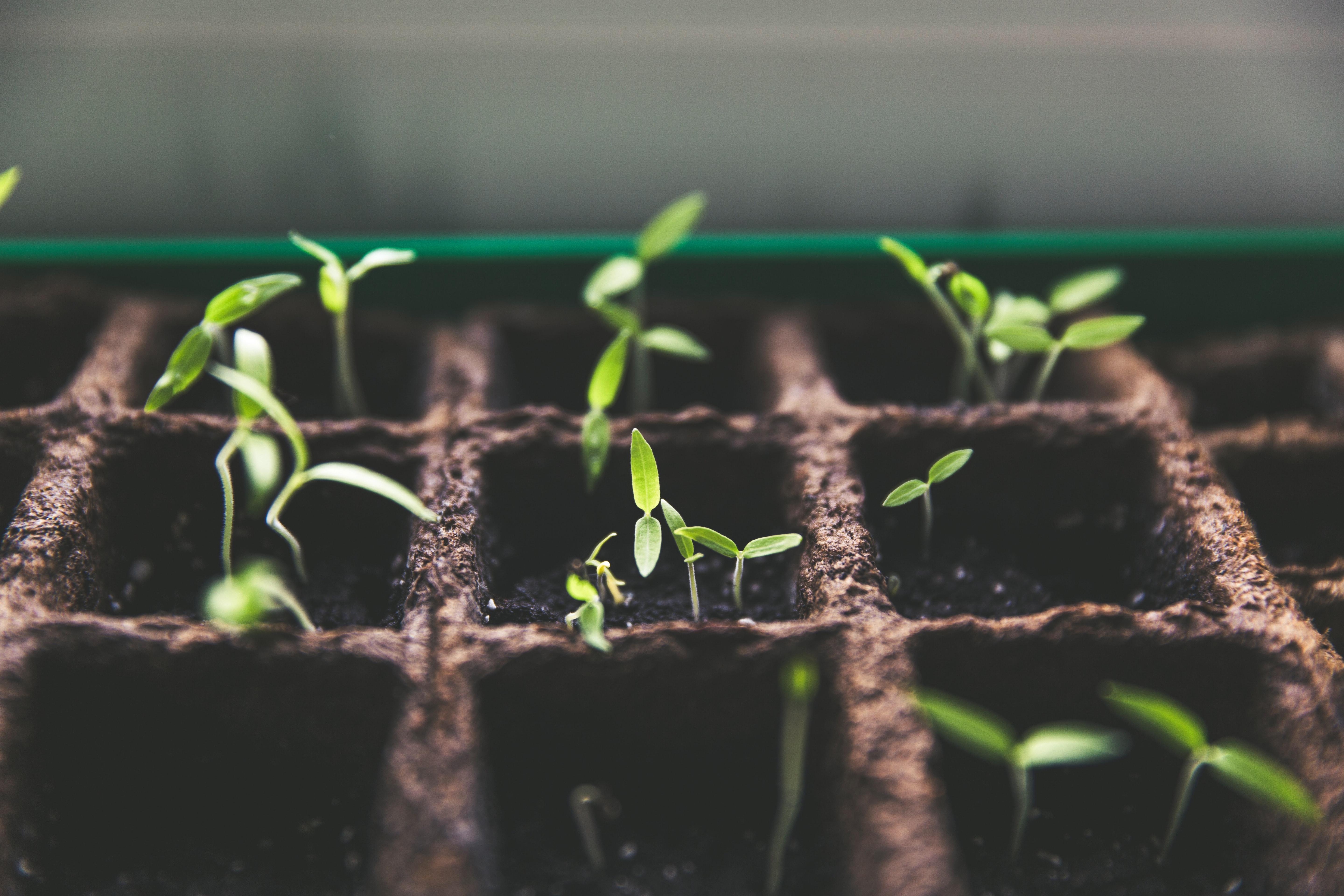 Seedlings in a tray
