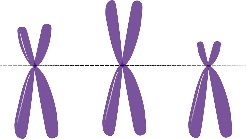 Three diploid chromosomes