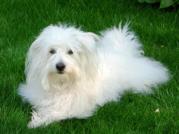 A Coton de Tulear