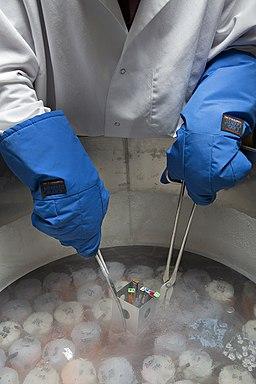 A person in a lab coat and gloved hands uses tongs to life up a bottle that has been stored in cryopreservation