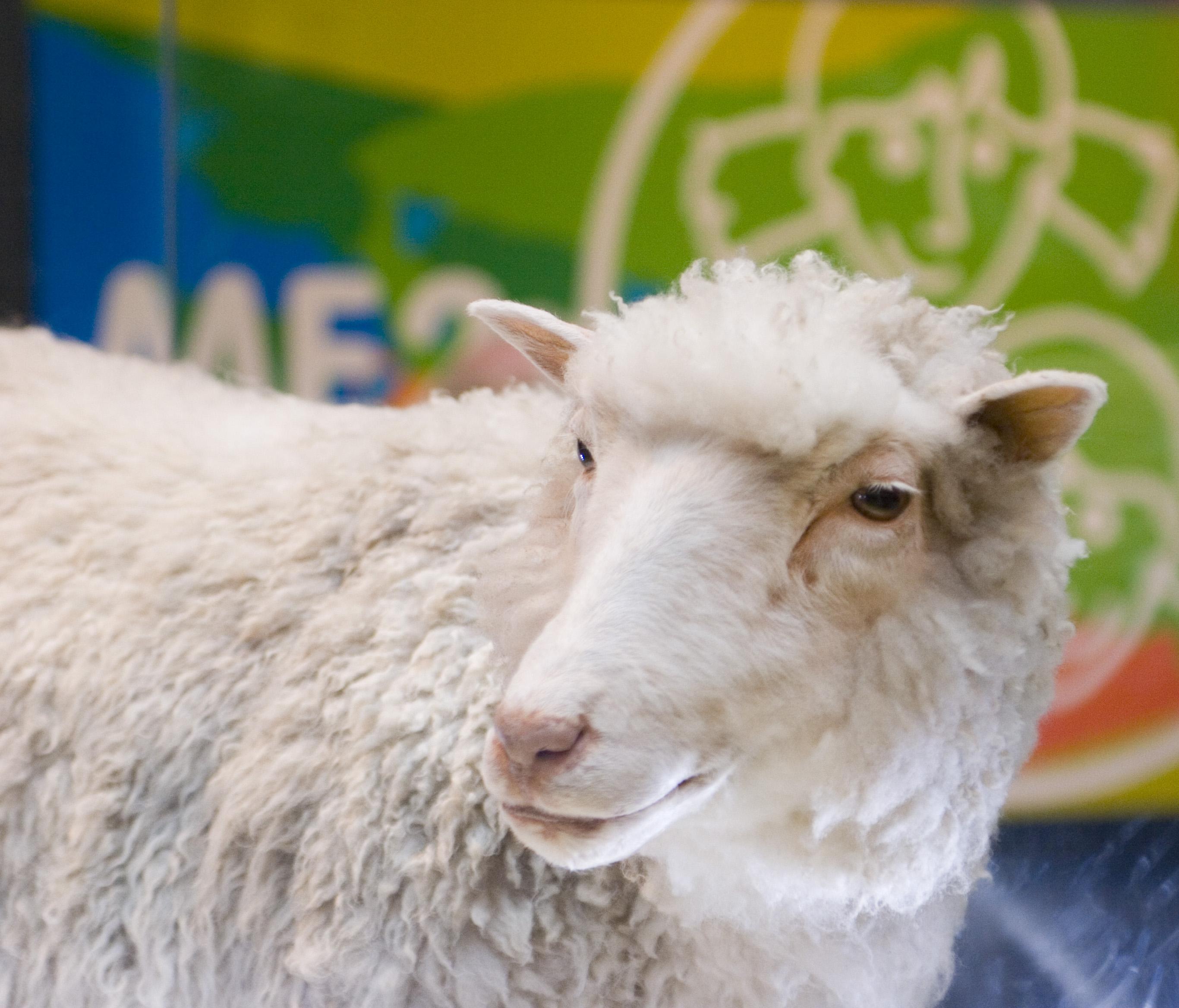 Dolly the sheep with her head turned in front of a rainbow banner