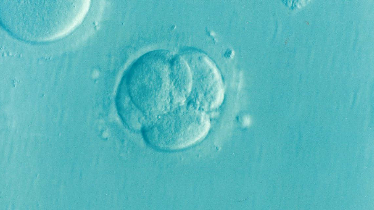 Human embryo under a microscope on blue background