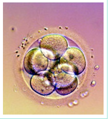 an IVF embryo