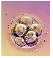 A colorful image of a fertilized egg.