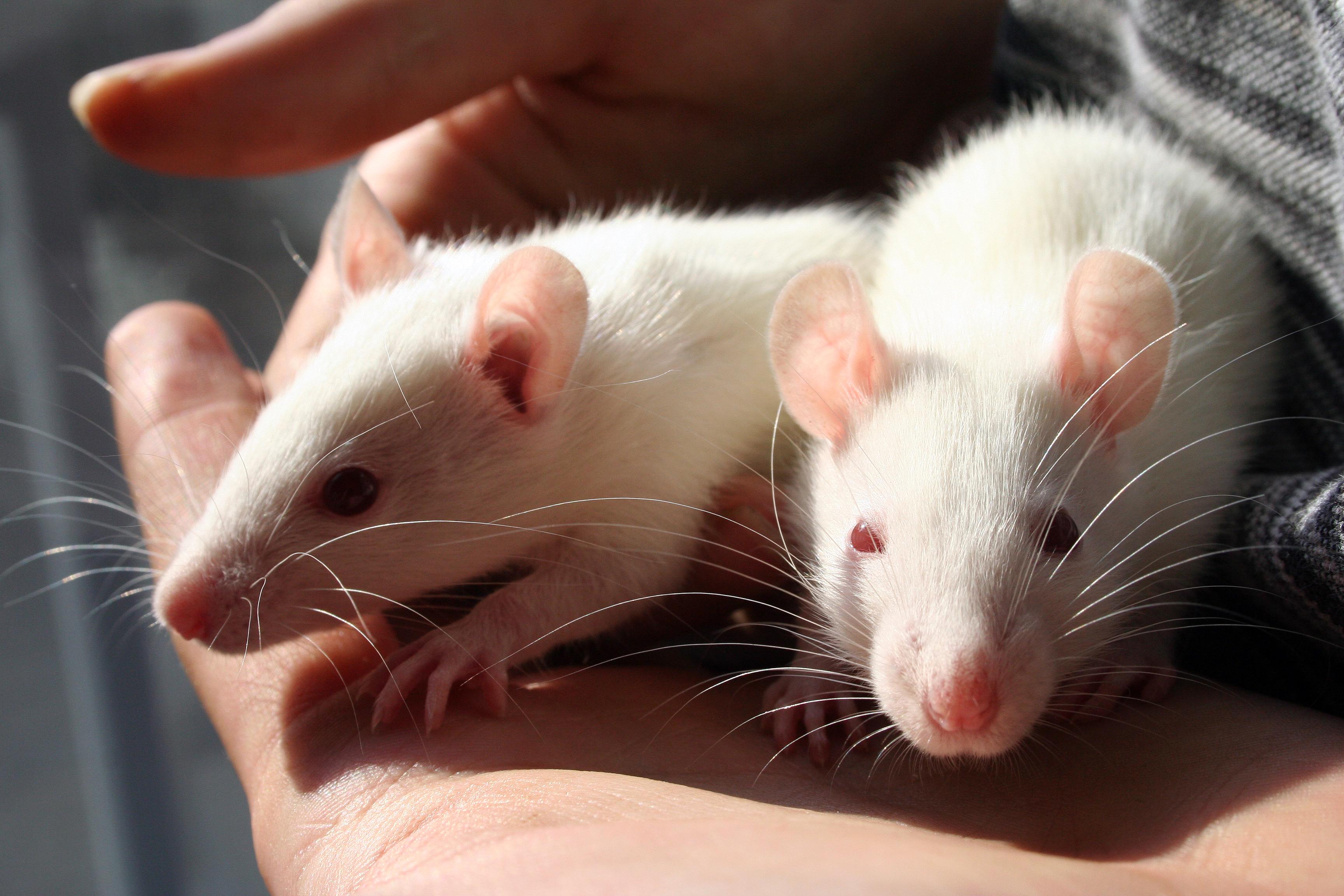 an image of two white rats