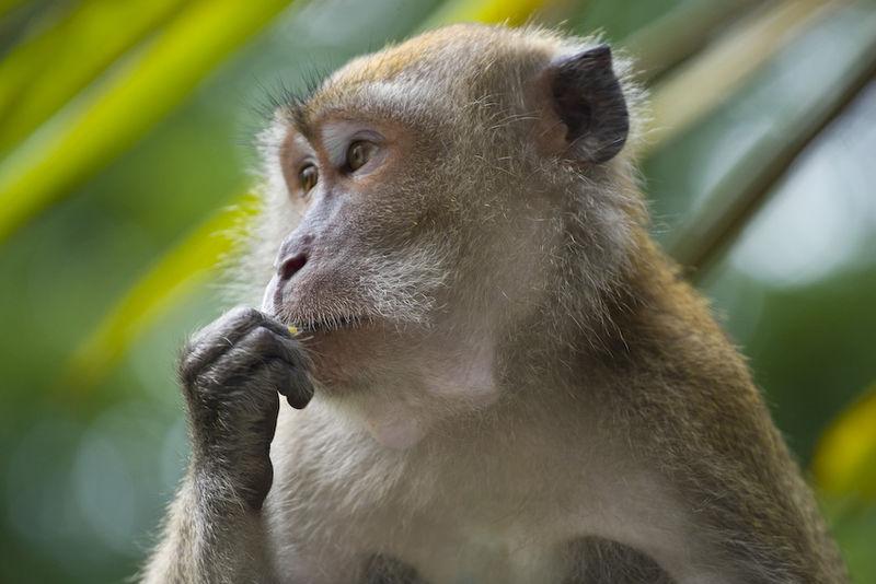 Macaque monkey eating 