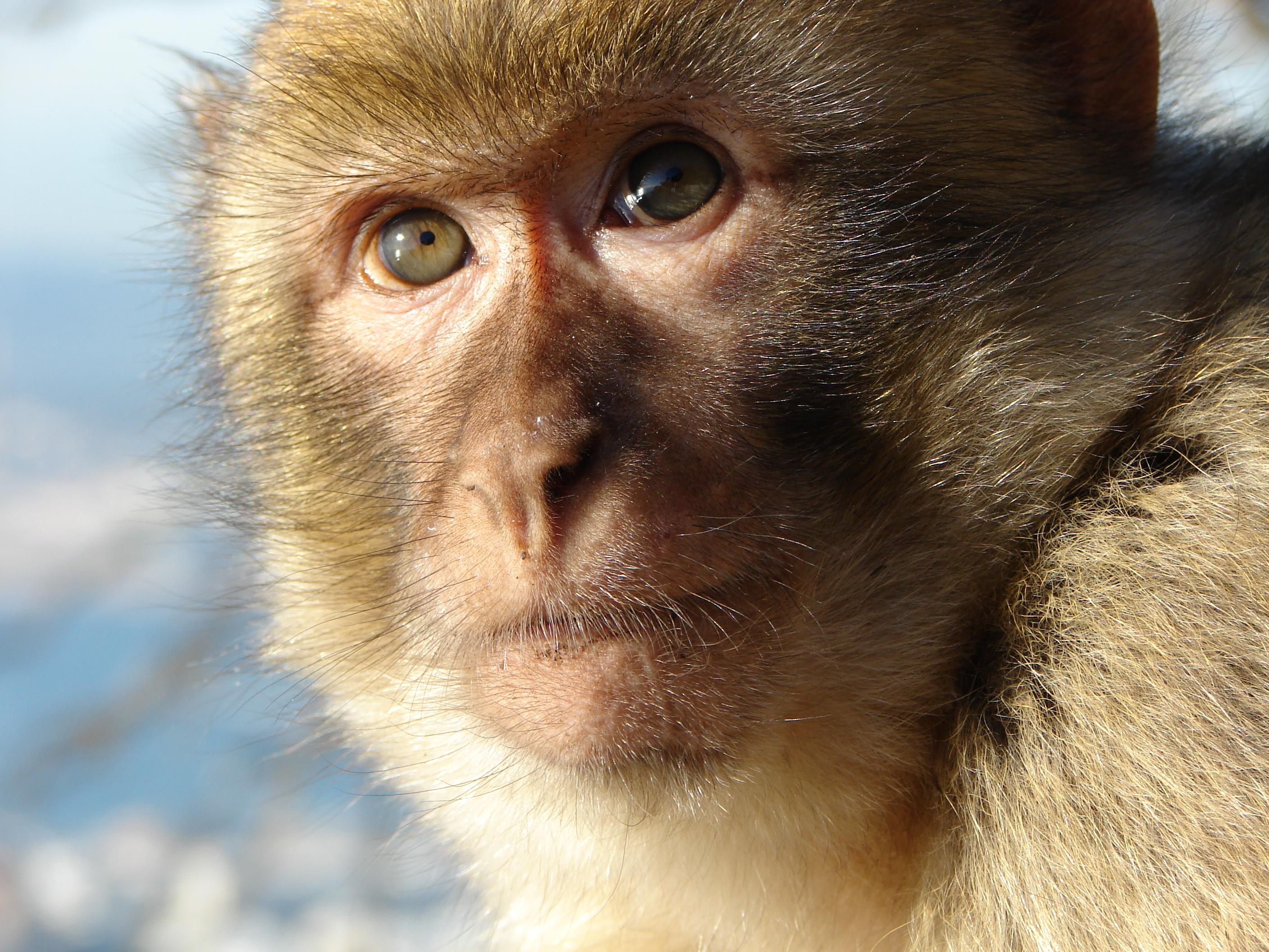 a macaque monkey with light brown fur facing the camera